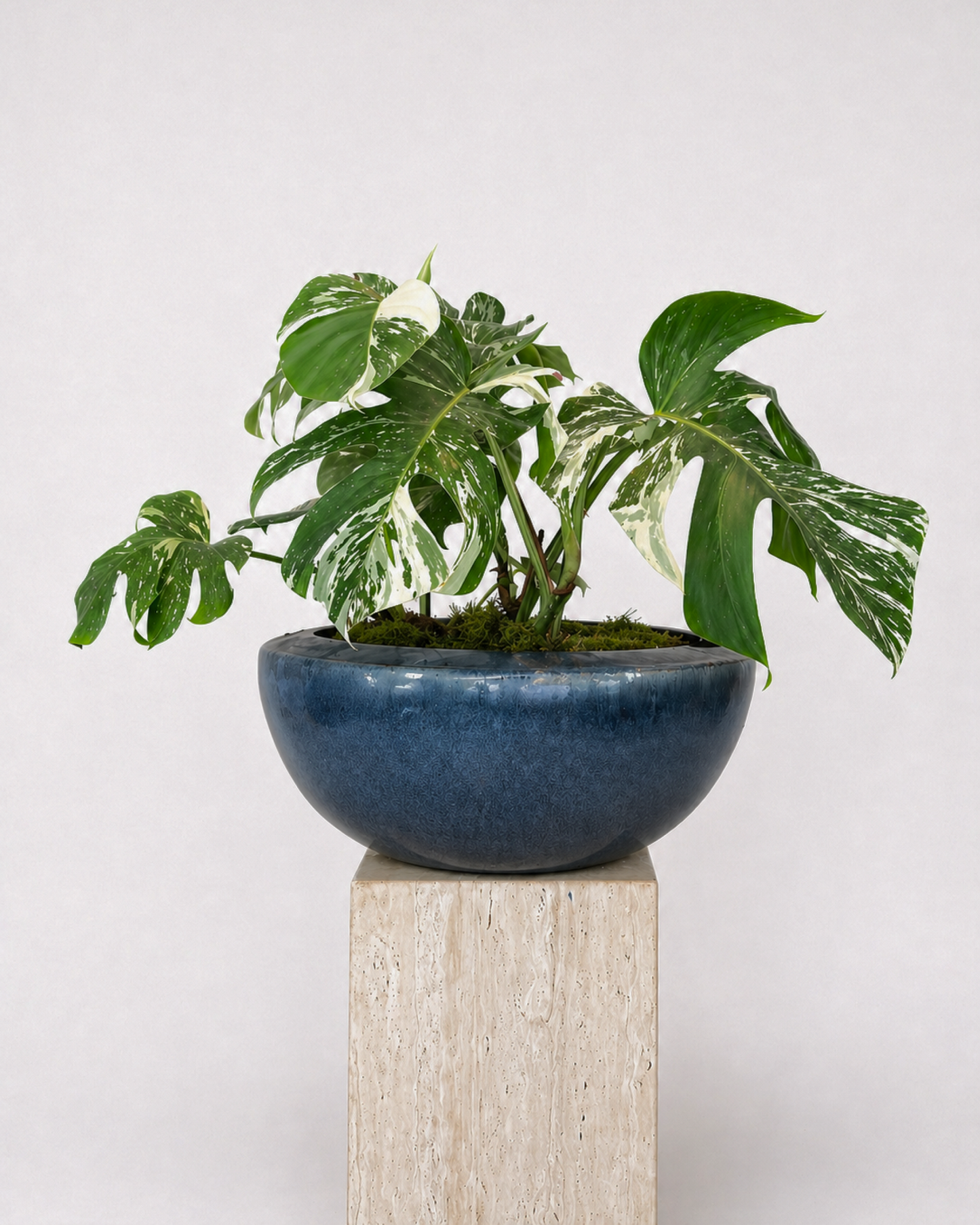Monstera Albo