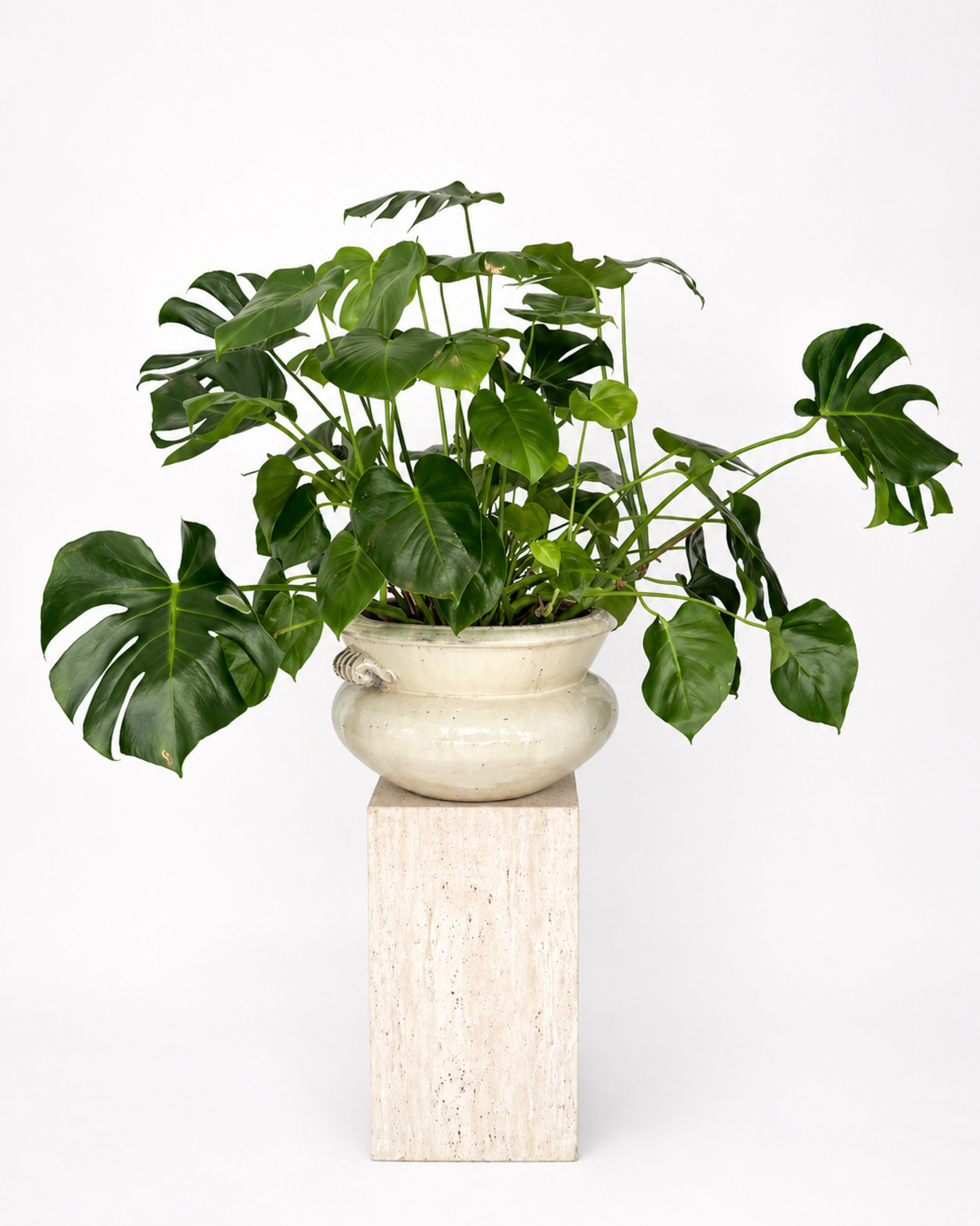 Holand Monstera