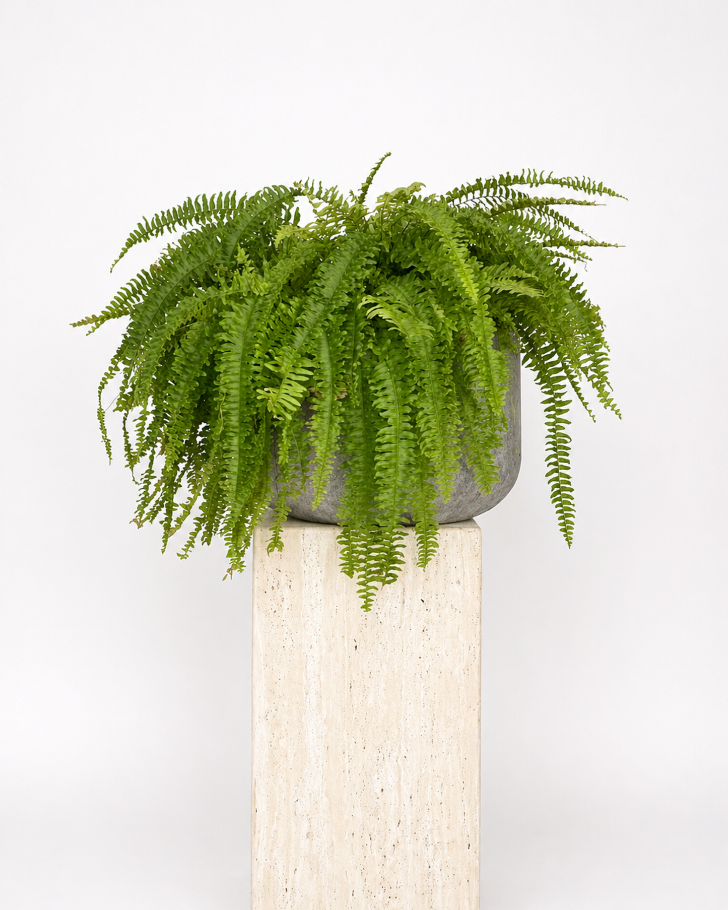 Boston Fern