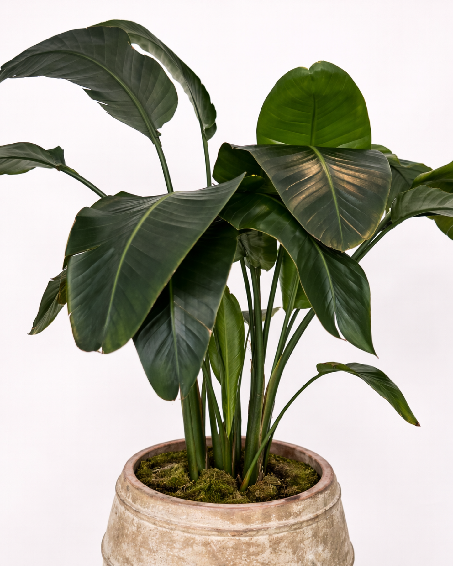 Holland Strelitzia