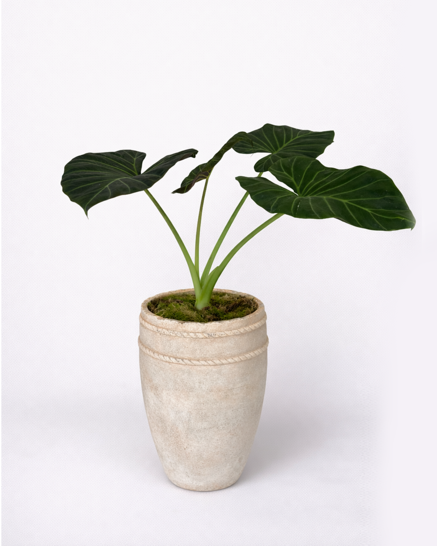 Alcosia Ear Plant