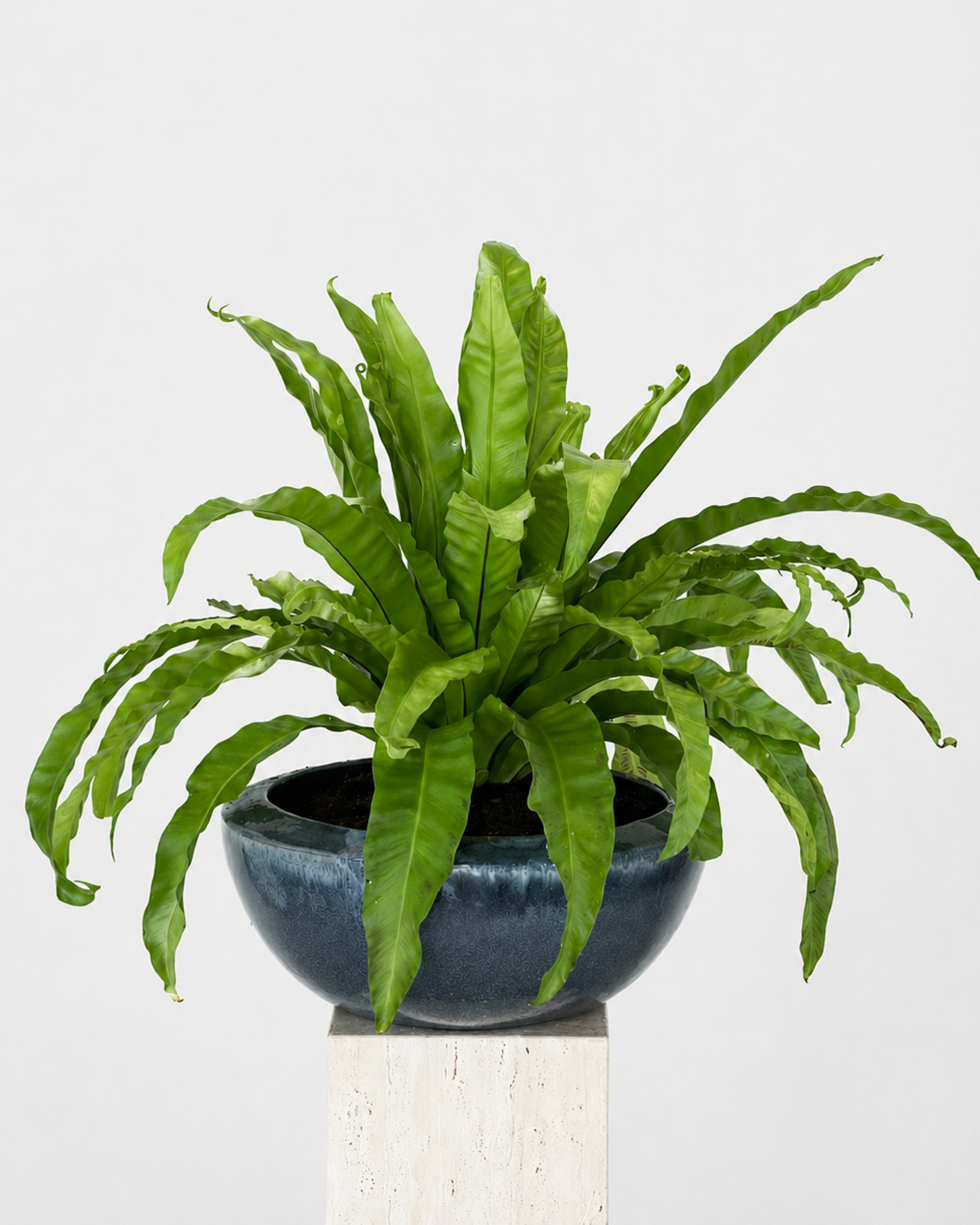 Asplenium