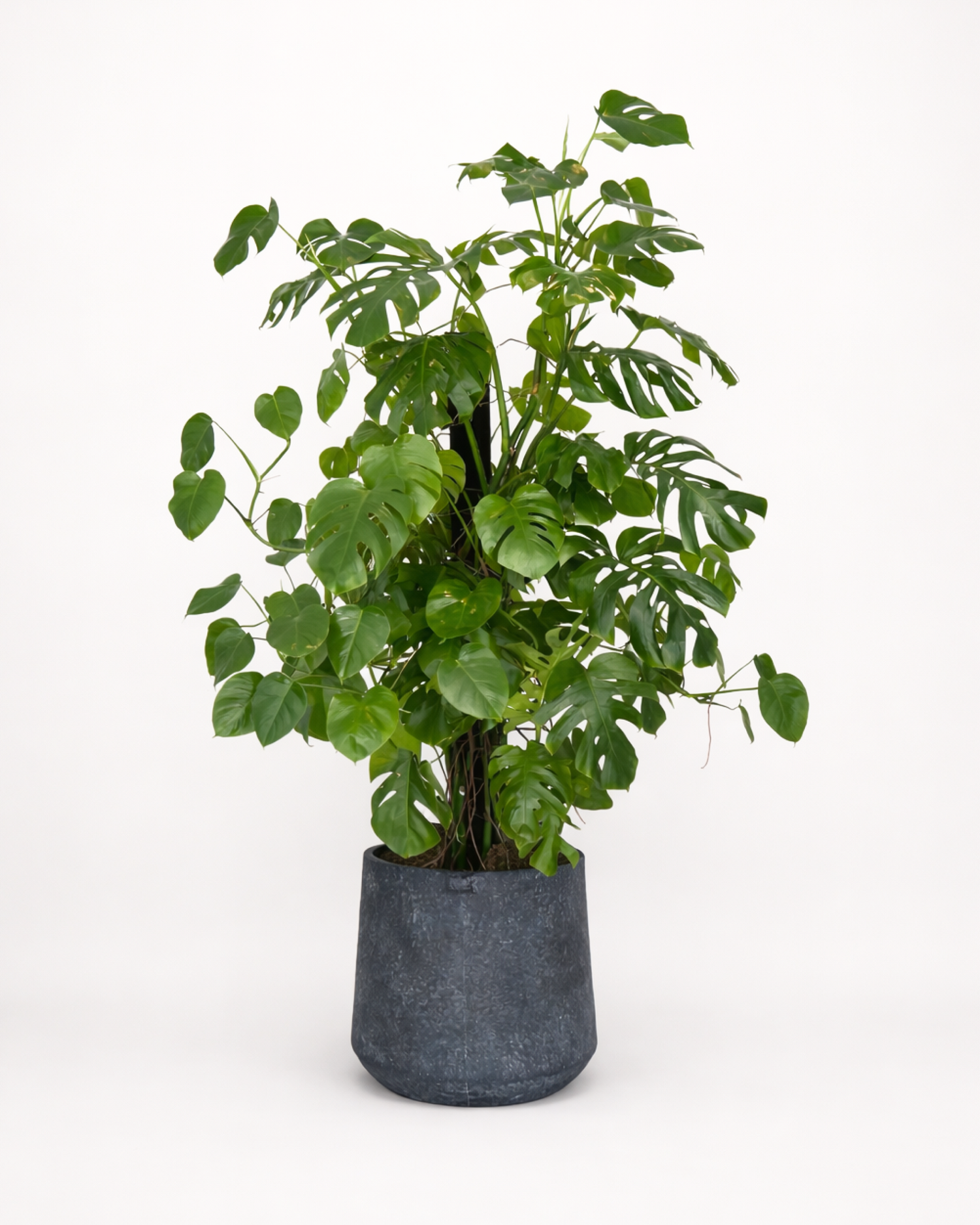 PLANTS