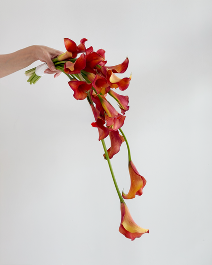 Phoenix Bloom