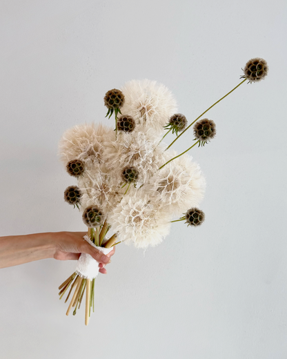 Wild Dandelion