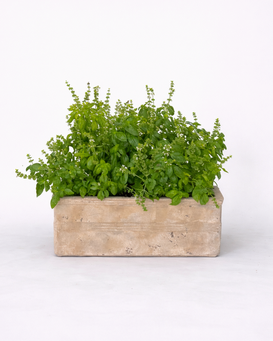Basil