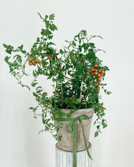 Cherry Tomato