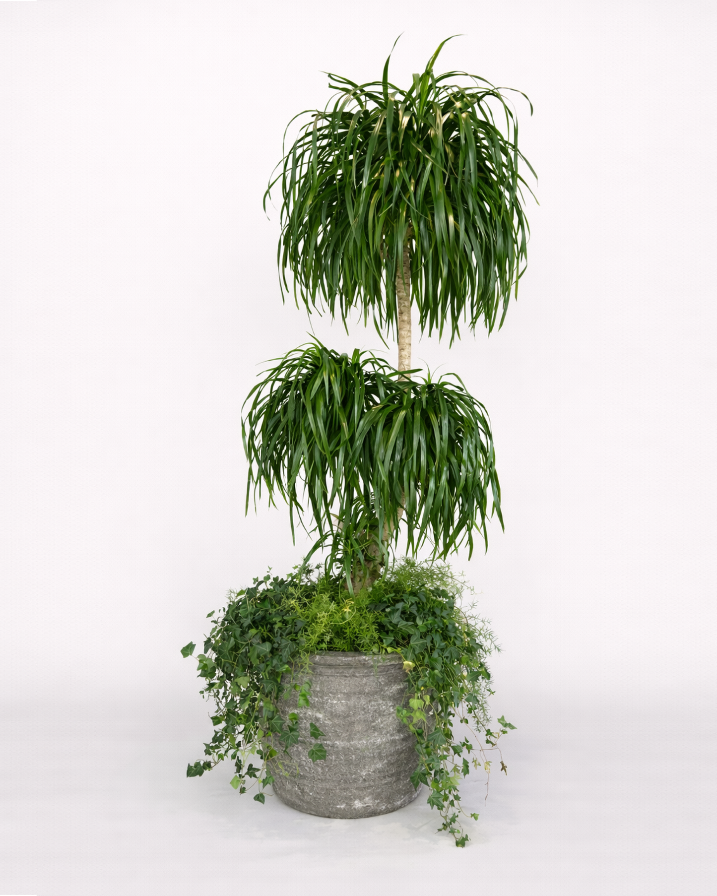 Dragon tree, Aspargus, Hedera Helix