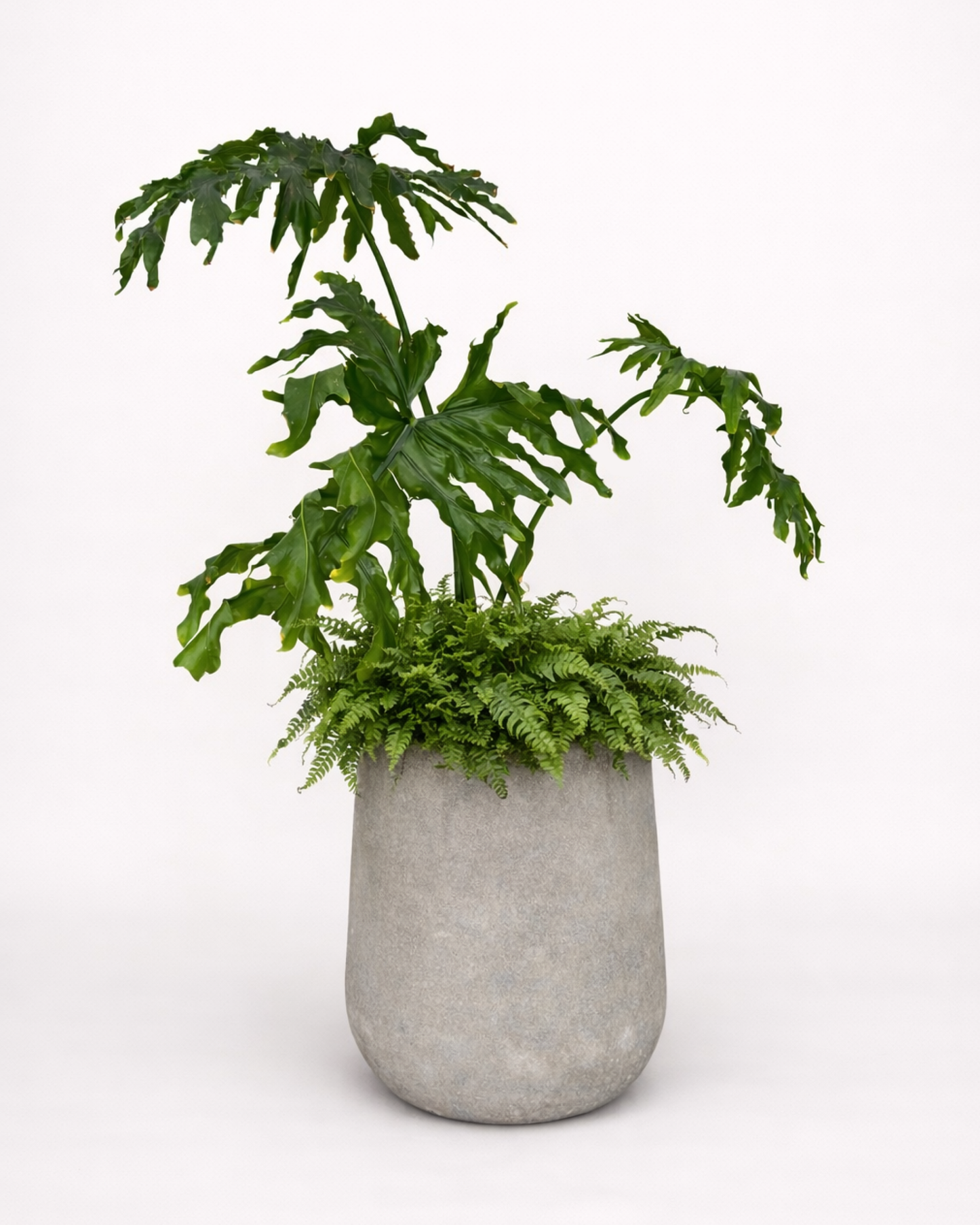 Philodendron Bipinnatifidum & Boston Fern