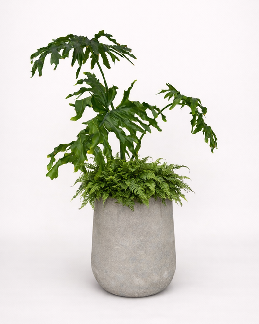 Philodendron Bipinnatifidum & Boston Fern