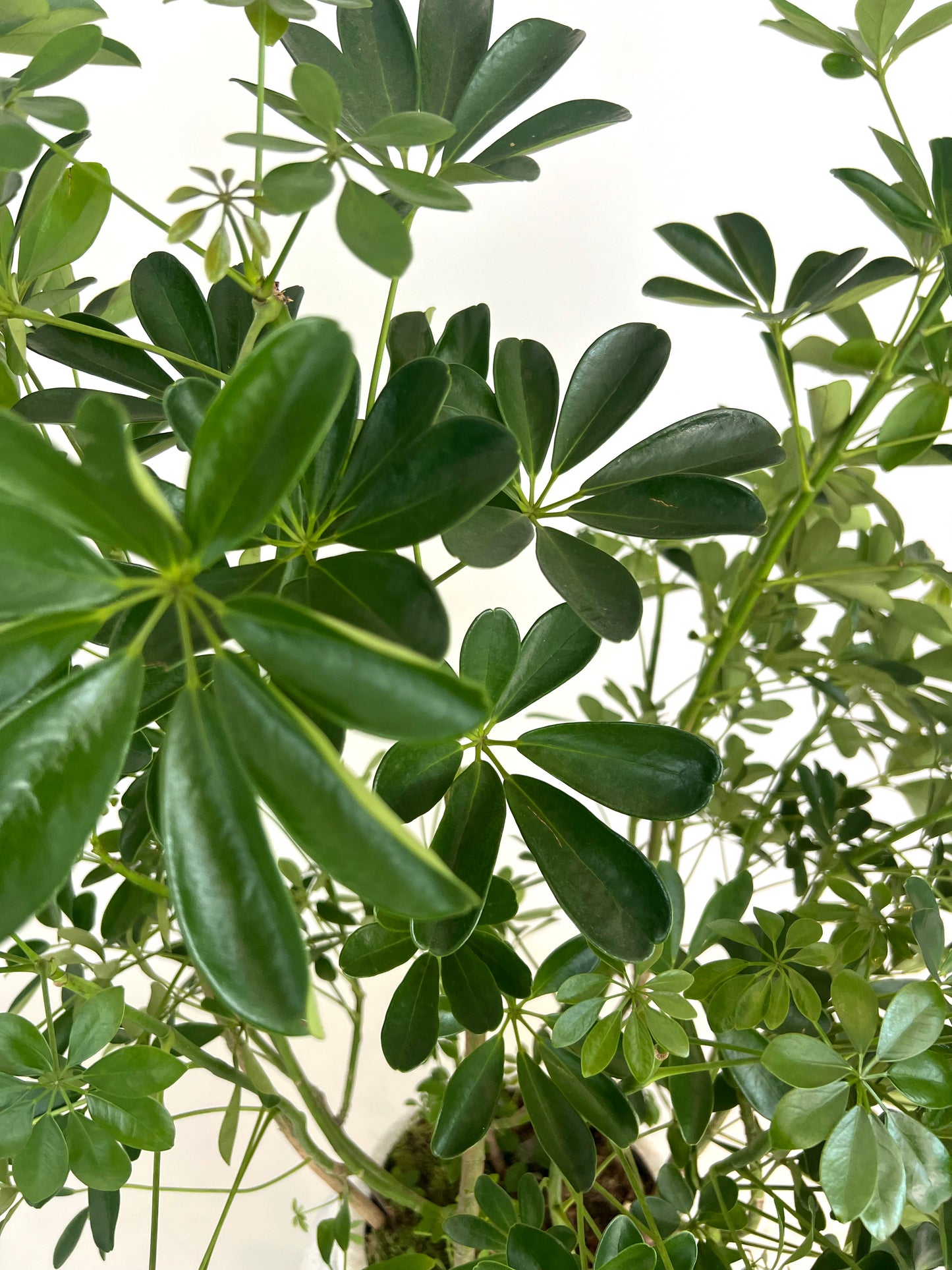Schefflera