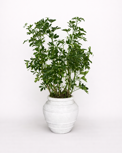 Schefflera