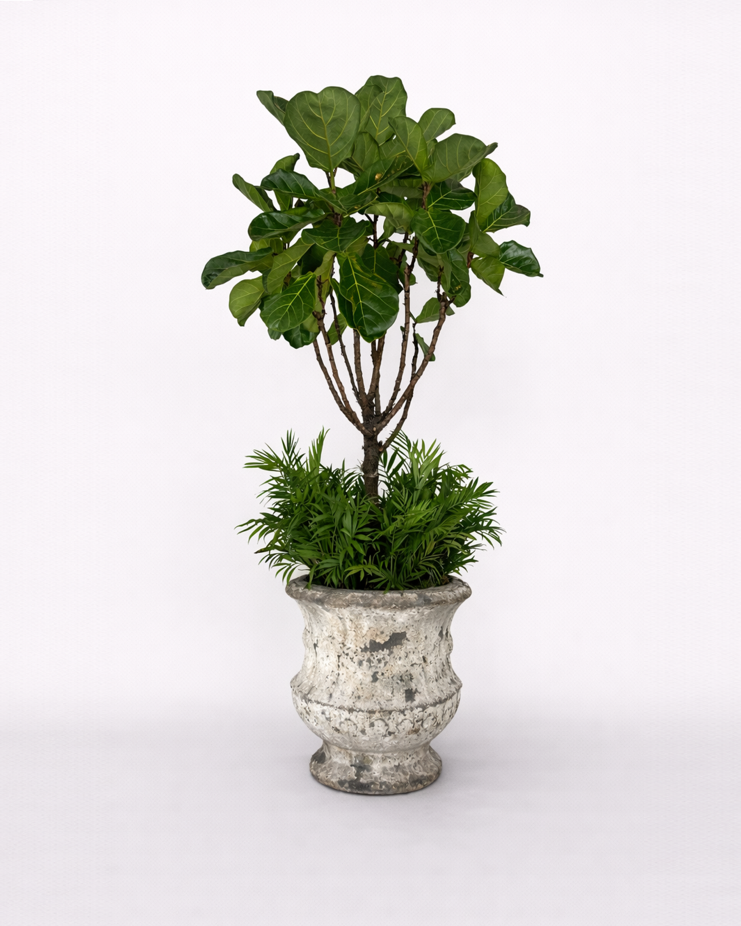 Fiddle fig & Chamaedorea