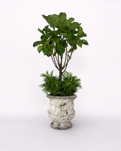 Fiddle fig & Chamaedorea