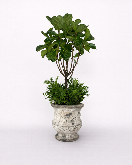 Fiddle fig & Chamaedorea