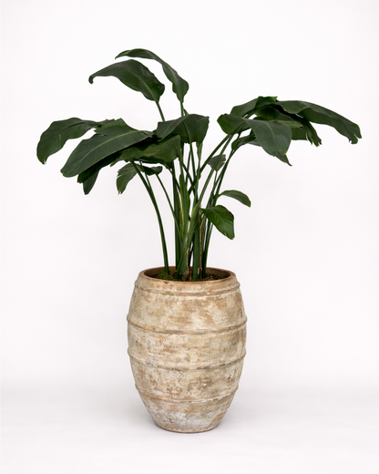 Holland Strelitzia