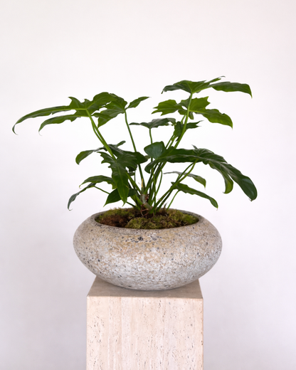 Philodendron