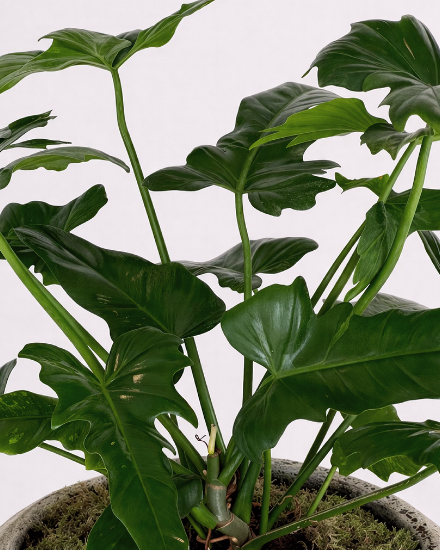 Philodendron