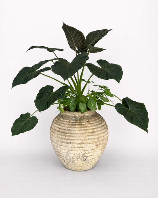 Alocasia Elephant Ear & Syngonium Podophyllum