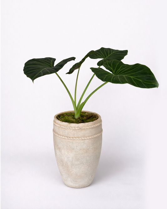 Alcosia Ear Plant