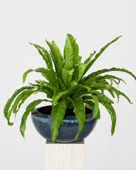 Asplenium