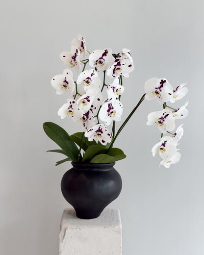MG Orchid