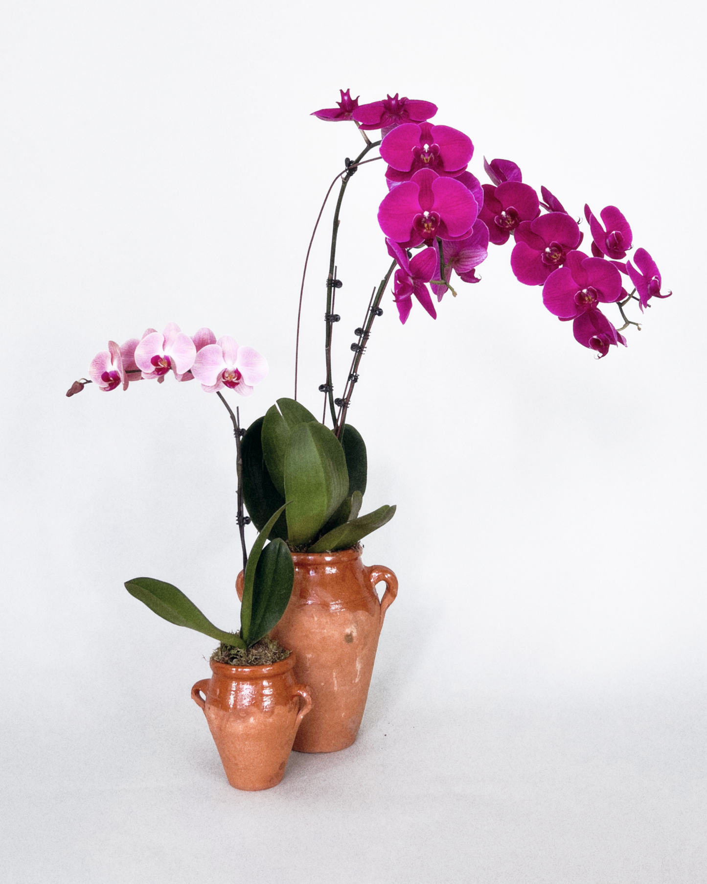 Orchid