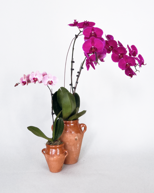 Orchid