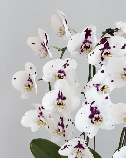 MG Orchid