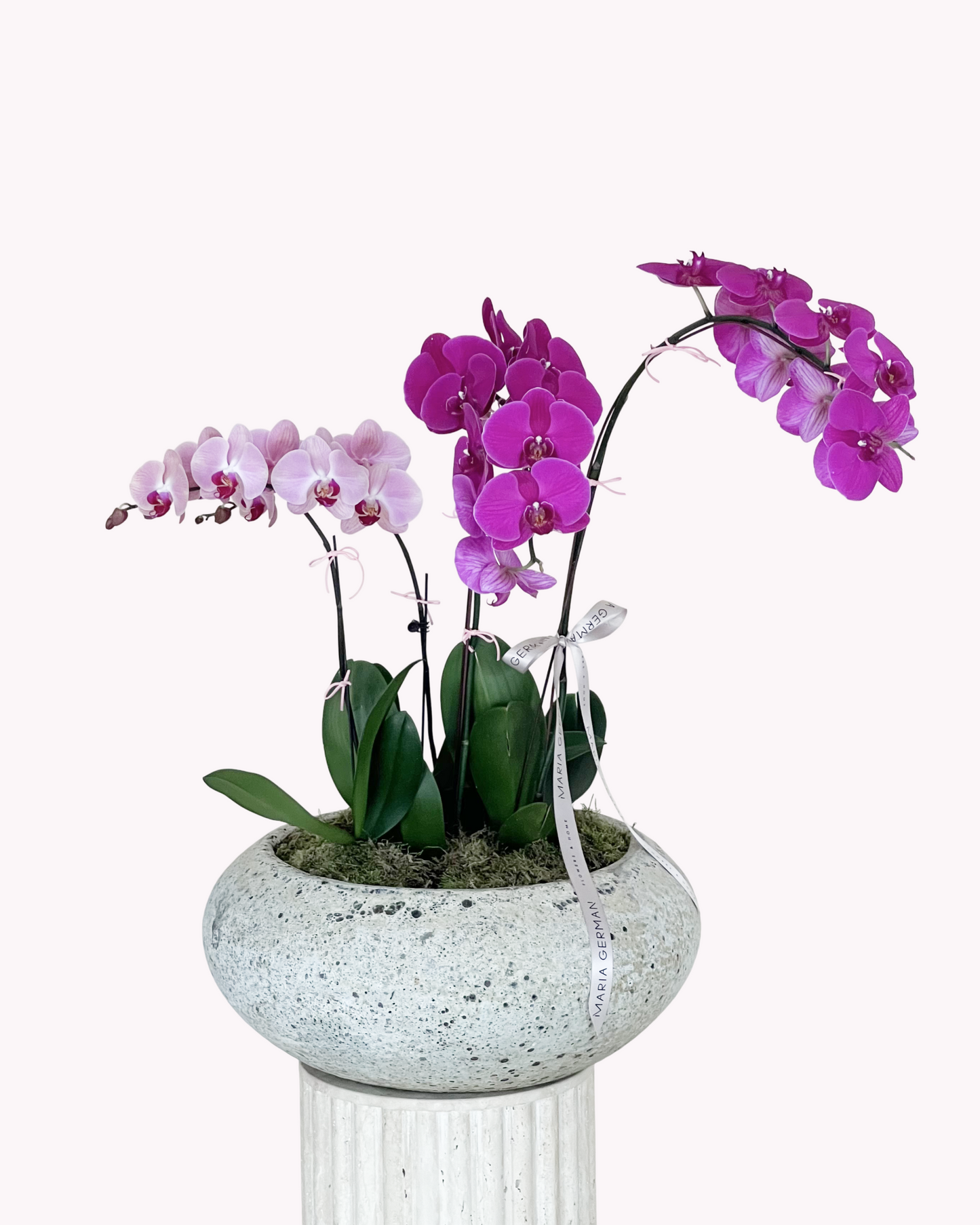 Orchid in pot
