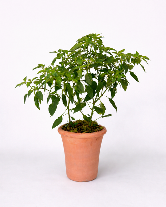 Chilli Pepper