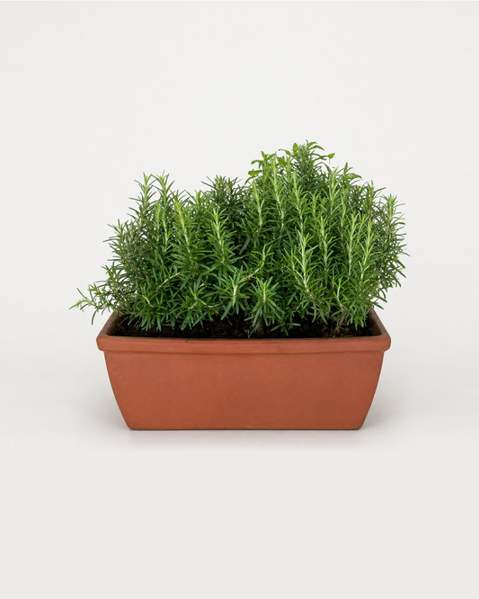 Rosemary