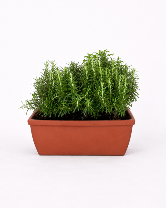 Rosemary